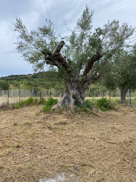 RESERVIERT – Olivengrundstück am Meer in Finikounda – zur Miete – Ansicht 2